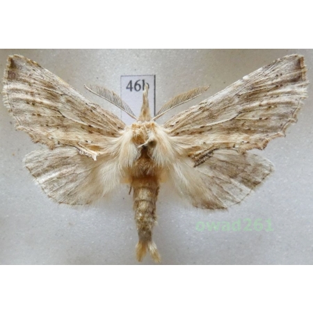 Pterostoma palpina (Clerck, 1759) male Czech46b